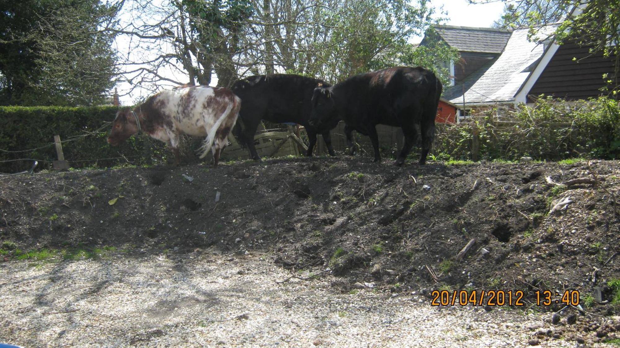 Turfcutters Arms Hotel Boldre Luaran gambar